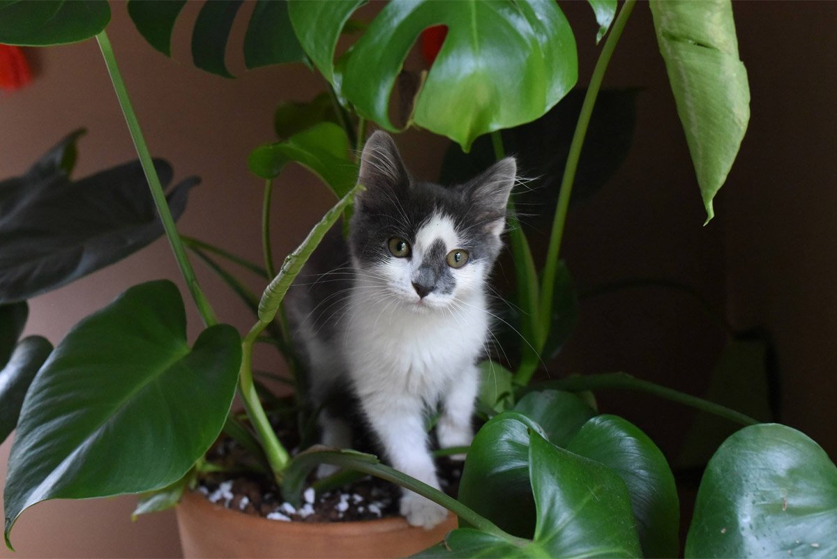 Polyscias plant met een waarschuwing of deze giftig is voor katten, niet gerelateerd aan basilicum.