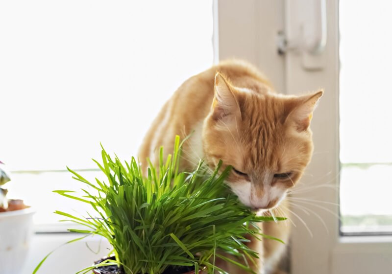 Afbeelding van een spathiphyllum met uitleg over de giftigheid voor katten, niet basilicum.