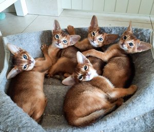 Een groep schattige abessijnse kittens die met elkaar spelen.