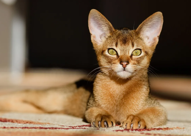 Een elegante kat abessijn met een glanzende vacht en speelse ogen.