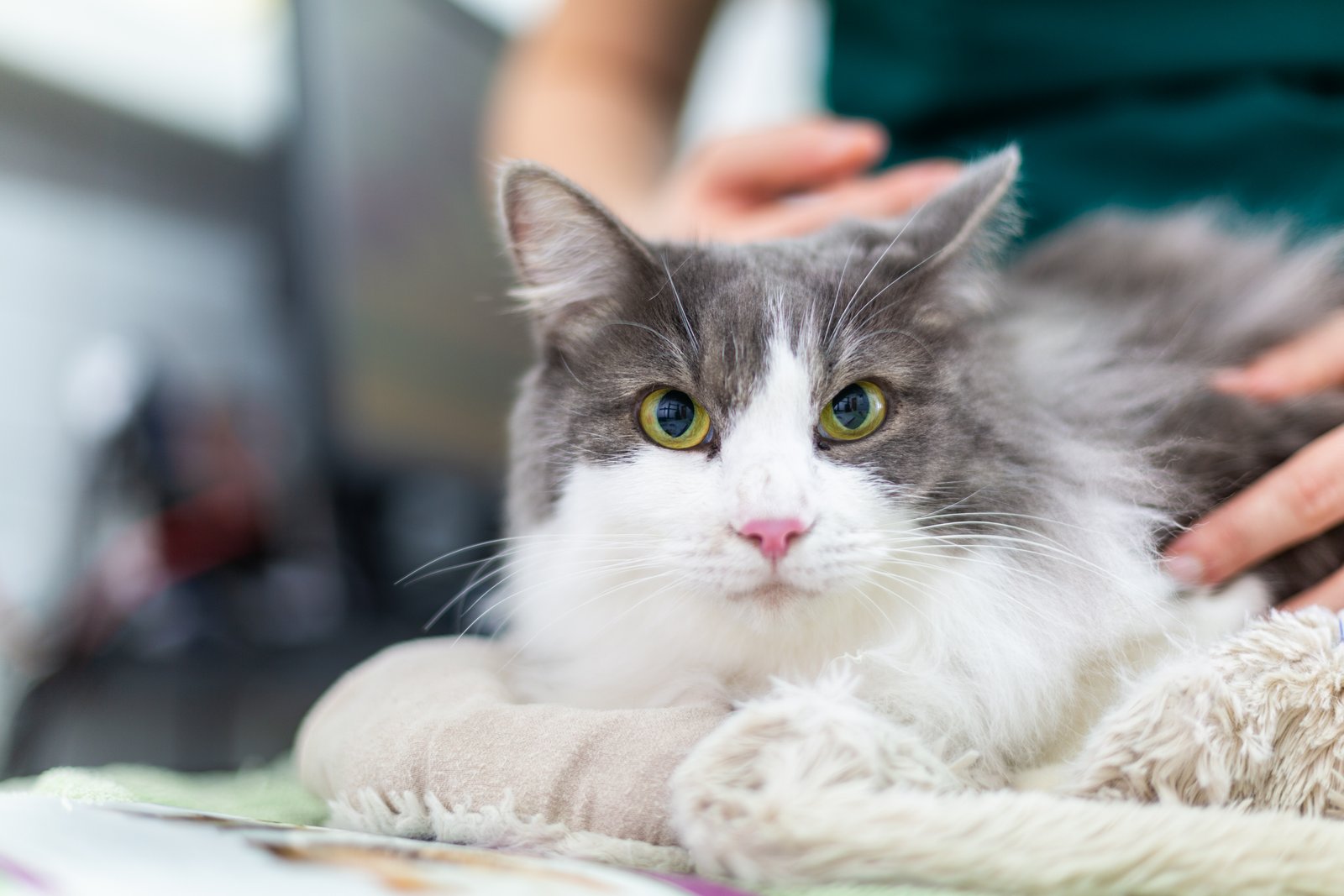 Een kat met een cyste op de buik, onder medisch toezicht.