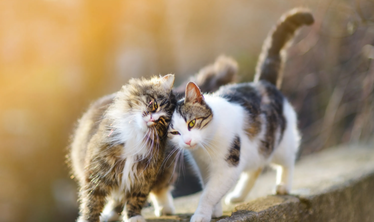 Twee katten met grote oren, genaamd Minoes en Felix, zitten samen op de bank.
