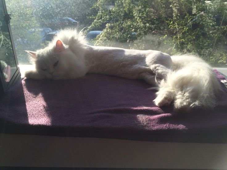 Een geschoren kat met grote oren ligt ontspannen op een kussen, perfect voor katten met grote oren.