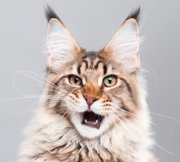 Een schattige kat met grote oren die nieuwsgierig om zich heen kijkt, typerend voor katten met grote oren.