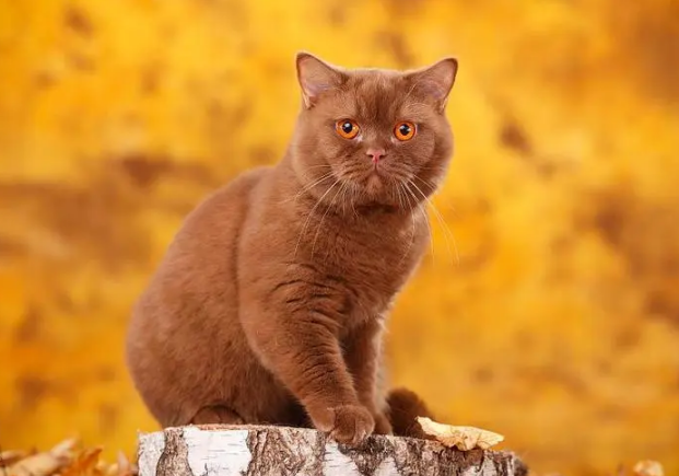 Een kat met krullen onderzoekt een pot kaneel op tafel.