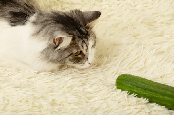 Een schattige kat die nieuwsgierig naar een komkommer kijkt, komkommer kat in actie.