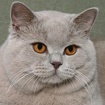 Conclusie: Waarom kiezen voor een langharige siamese kat?