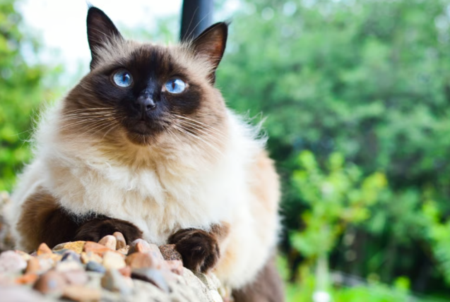 Kenmerken en temperament van de langharige siamese kat